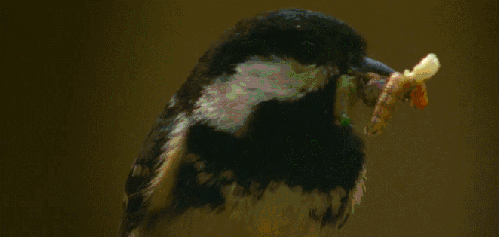 动物 小虫子 神话的森林 纪录片 觅食 食雀鹰 鸟类