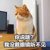 萌宠 猫咪 喵星人 你说啥 听不见 眼镜 蒙圈 拒绝 搞怪