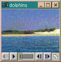 90 动物 计算机 海豚 窗户
