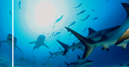 海底世界 鲨鱼 自由 游来游去