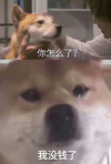 还钱 搞怪 萌宠 没钱了 狗 狗狗 柴犬 怎么了