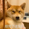 萌宠 汪星人 烦死了 无奈 呆萌 可爱