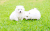 宠物 搞笑 可爱 一窝 萌 gif