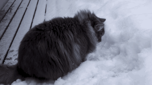 猫咪 雪地 找东西 可爱