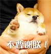 萌宠 汪星人 不要谢朕 拒绝 搞怪 呆萌