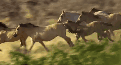 加拿大不列颠哥伦比亚省风光 动物 奔跑 旅游 纪录片 马