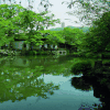 风景 秀丽 百合竹 小鸟