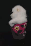 汪星人 萌宠 可爱 狗狗