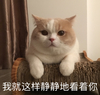 萌宠 猫星人 我就这样静静的看着你 盯着你 呆萌 可爱