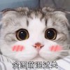 萌宠 猫星人 企图萌混过关 害羞 呆萌 可爱