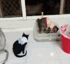 猫咪 排队 上厕所 可爱 呆萌 搞笑