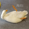 萌宠 小鸭子 再见 我走了 呆萌 可爱