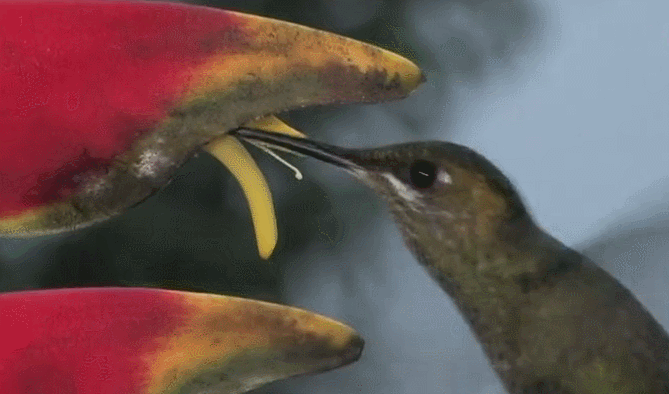 全景澳洲 动物 啄食 纪录片 鸟