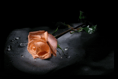 情人节 油画 玫瑰 适合 玫瑰花 动态 gif