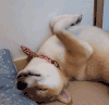 粘人 狗狗 躺着 逗比