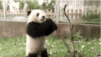 熊猫 玩 打滚 大熊猫