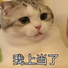 萌宠 猫星人 我上当了 被骗了 呆萌 可爱