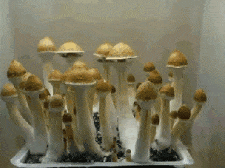 蘑菇 生长 快速 菌类