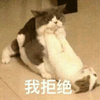 猫 我拒绝 搞怪 逗