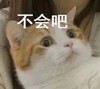 萌宠 猫星人 不会吧 无奈 呆萌 可爱