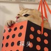 萌宠 猫星人 探头 期待 呆萌 可爱