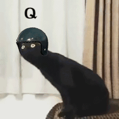 黑猫 魔性黑猫 沙雕黑猫 猫咪 猫