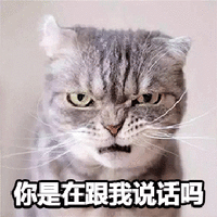 萌宠 猫咪 猫 你是在跟我说话吗 生气