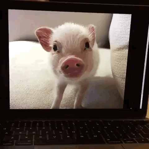 萌 宠物猪 电脑 图片