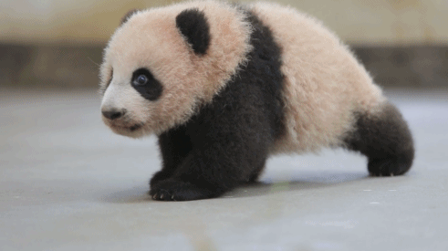 国宝 大熊猫 可爱 萌萌哒