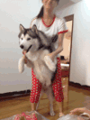 二哈 搞笑 厉害了 萌宠