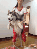 二哈 搞笑 厉害了 萌宠