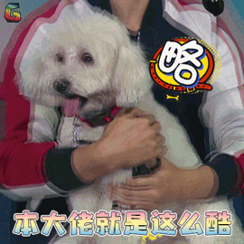 战斗吧萌犬 狗狗 搞怪 本大佬就是 这么酷 soogif soogif出品