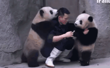 不听话 嬉闹 哈哈哈 熊猫 萌 可爱 大熊猫 爱玩