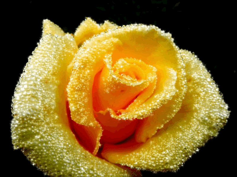 黄色 玫瑰花 闪烁 唯美