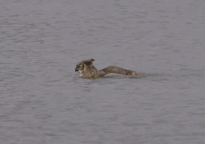 猫头鹰 游泳 可爱 水面