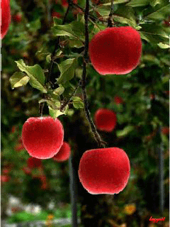 果树 苹果 红色 采摘