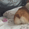 萌宠 露屁股了 躲起来 转身