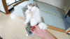 猫咪 可爱 呆萌 萌宠
