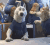 疯狂动物城 狼 拍桌 迪士尼 zootopia