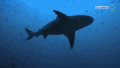 鲨鱼 鲨鱼攻击