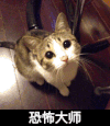 地板 猫咪 呆萌 恐怖大师