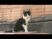 猫