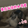 soogif soogif出品 谁在叫你的小可爱 可爱 萌 猫