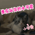 soogif soogif出品 谁在叫你的小可爱 可爱 萌 猫