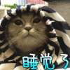 猫咪 睡觉了 闭眼睛 可爱 钻进被窝