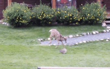 小鹿 兔子 玩耍 可爱