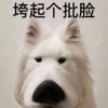 萌宠 汪星人 垮起个批脸 摆着个臭脸 呆萌 搞怪