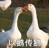 萌宠 大鹅 以讹传讹 搞怪 呆萌 逗