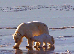 北极熊 幼崽 动物 撒娇