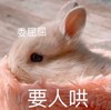 萌宠 兔子 委屈 要人哄 呆萌 可爱